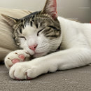 Content tabby cat peacefully napping on cozy blanket