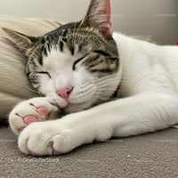 Content tabby cat peacefully napping on cozy blanket