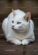 White cat with blue eyes resting on brick pavement