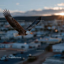 Majestic Bald Eagle in Flight with Wings Spread Over Mountain Horizon