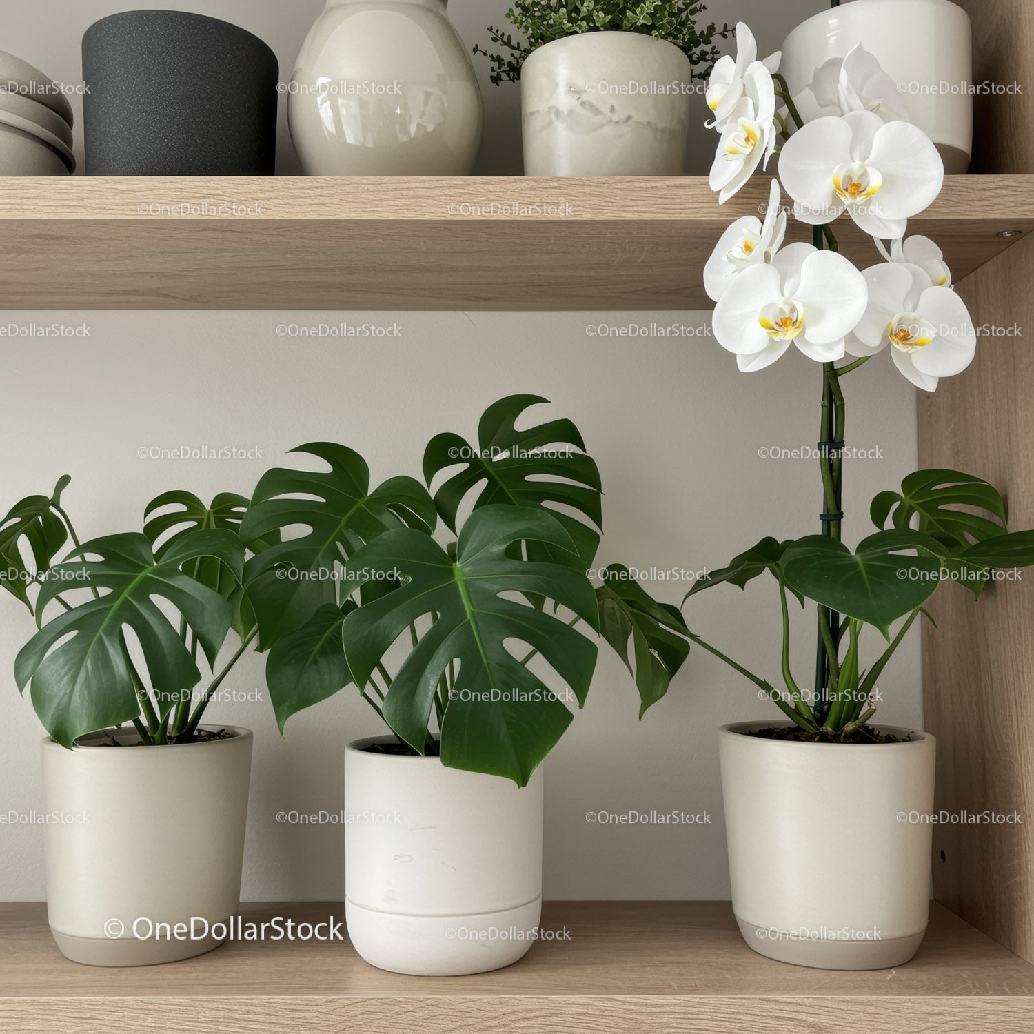 Piękna Monstera doniczkowa i biała orchidea w nowoczesnej aranżacji roślin doniczkowych