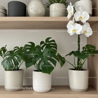 Beautiful Indoor Monstera and White Orchid in Modern House Plant Arrangement