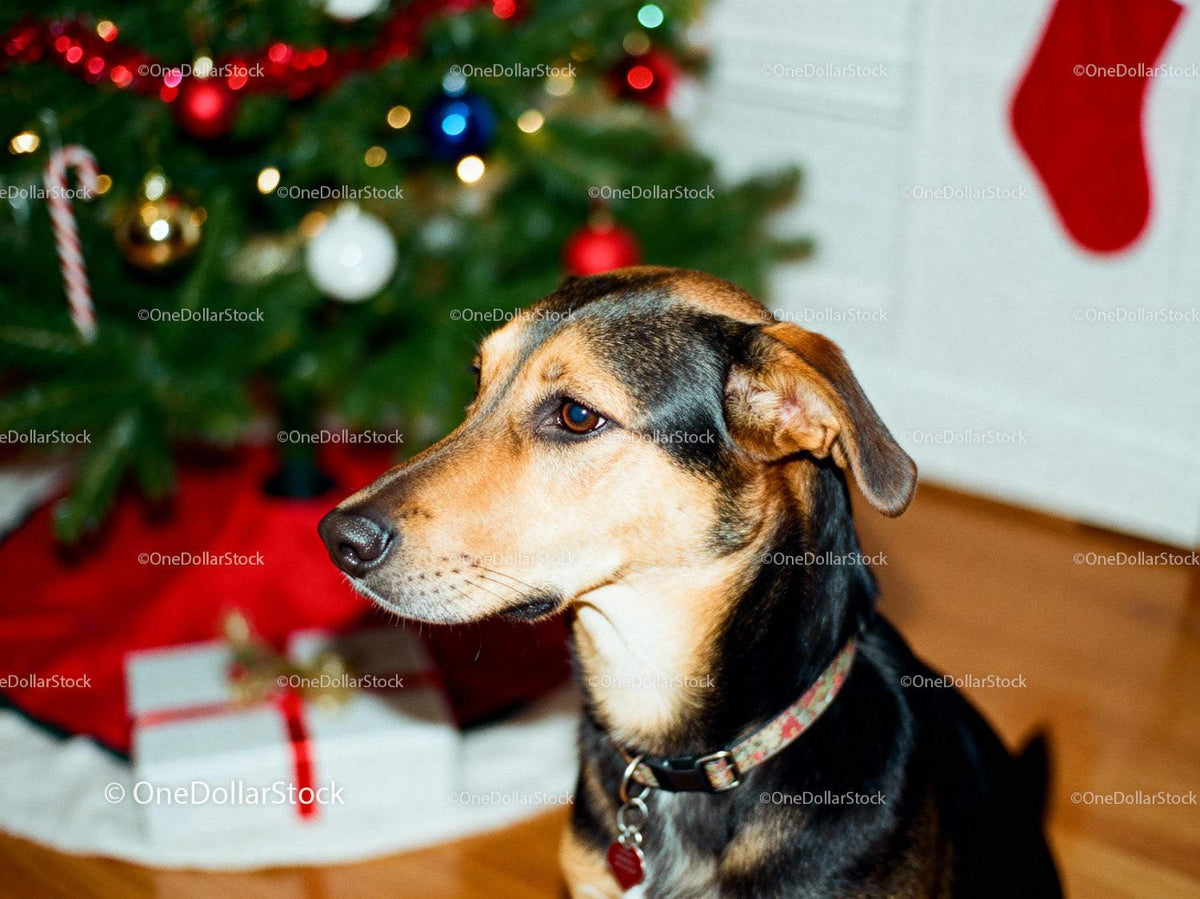 Calm dog sitting near decorated Christmas tree and gifts