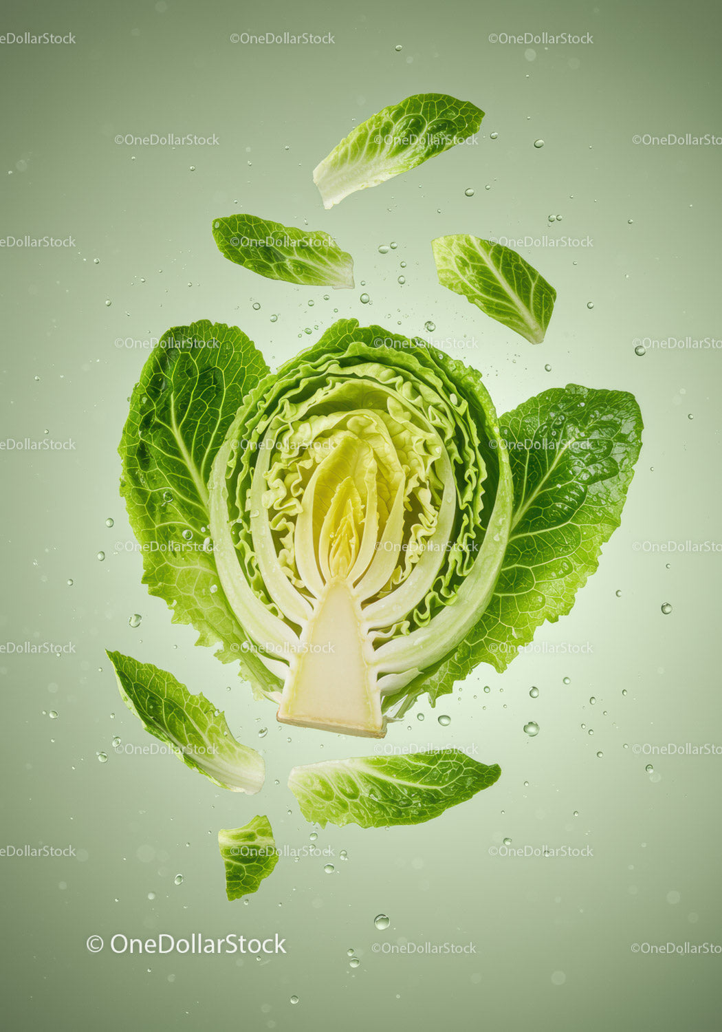 Fresh green lettuce leaves floating in water droplets