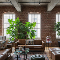 Modern Living Room with Exposed Brick Wall and Large Green Philodendron