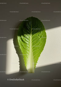 Fresh green romaine lettuce leaf with sunlight shadow