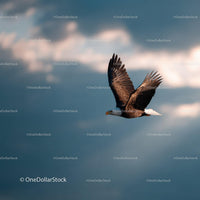 Majestic Bald Eagle in Flight Over Sky with Cloud Background