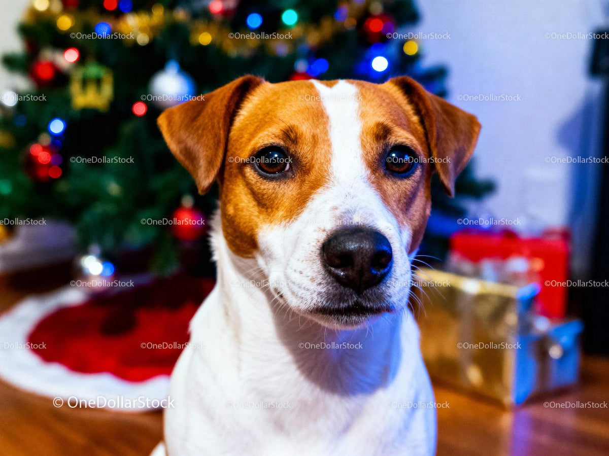 Curious dog sitting near decorated Christmas tree