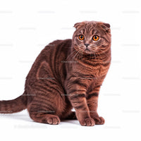 Playful Grey Tabby Cat in a Dynamic Pose with Striped Fur
