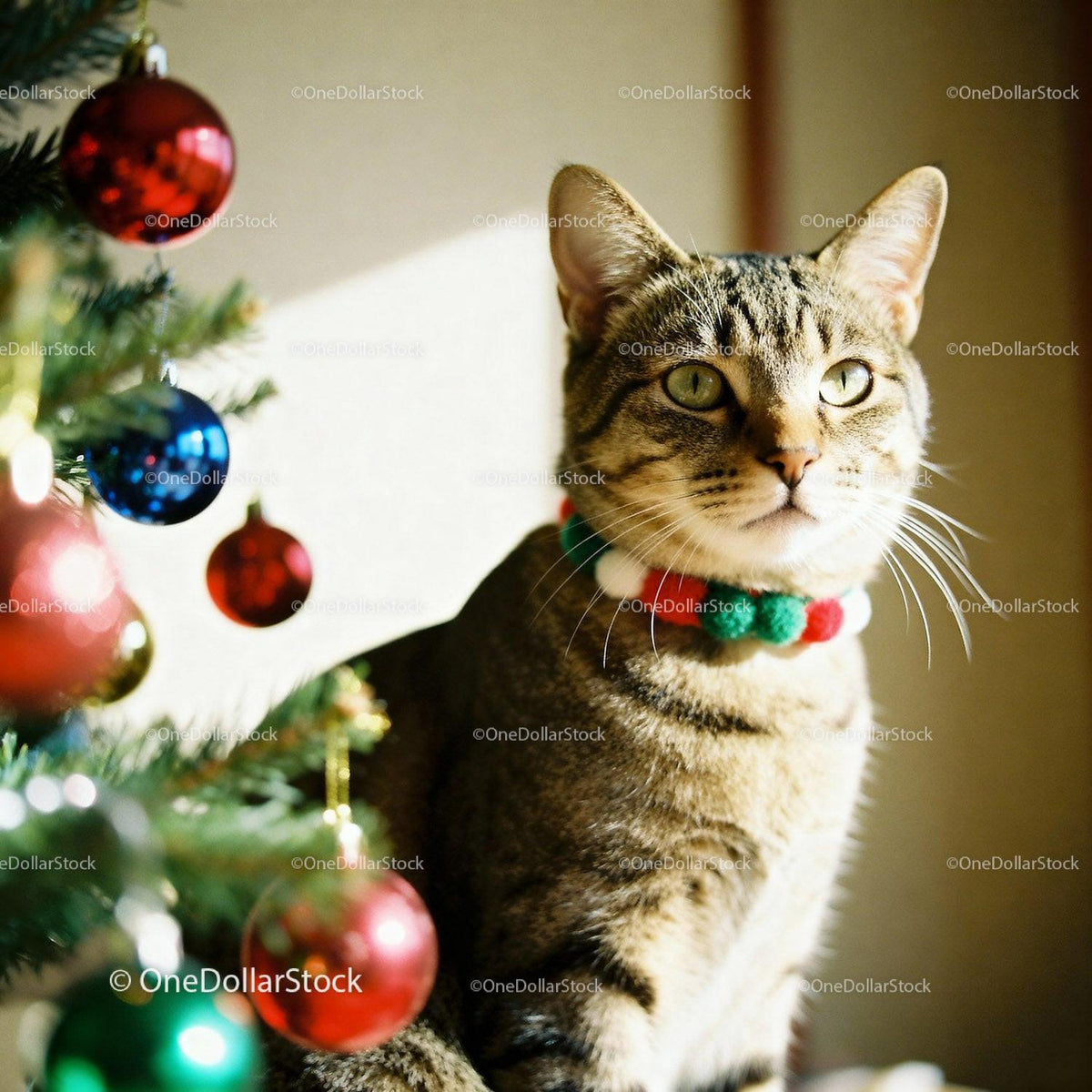 Tabby Cat Wearing Festive Collar Near Christmas Tree