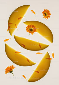 Orange marigold flowers and melon slices on white