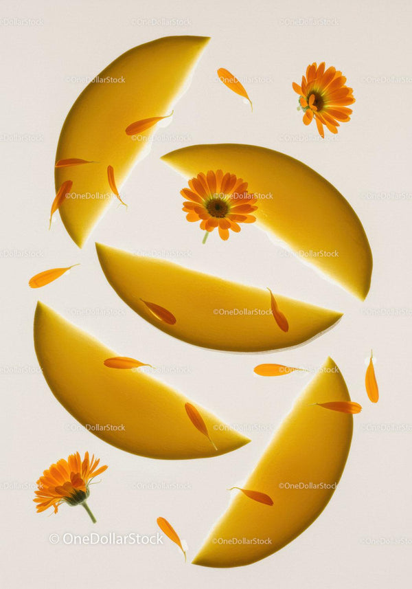 Orange marigold flowers and melon slices on white