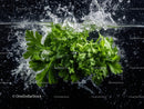 Fresh Green Parsley Herb Leaves for Cooking and Garnishing