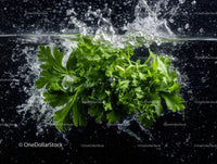 Fresh Green Parsley Herb Leaves for Cooking and Garnishing