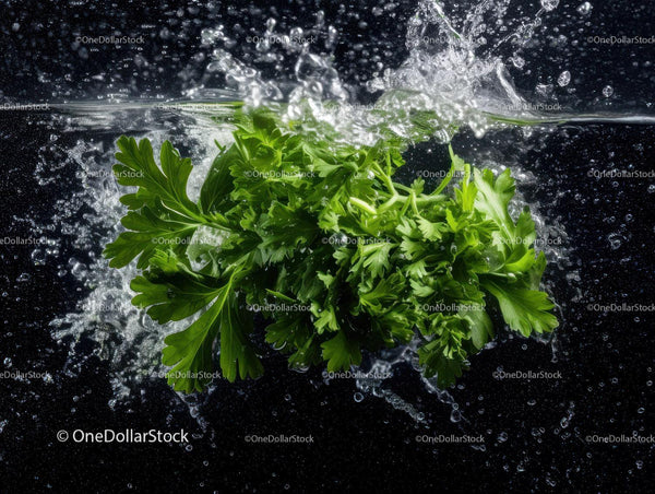Fresh Green Parsley Herb Leaves for Cooking and Garnishing