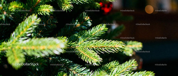 Close-up of fresh green fir branches in soft light
