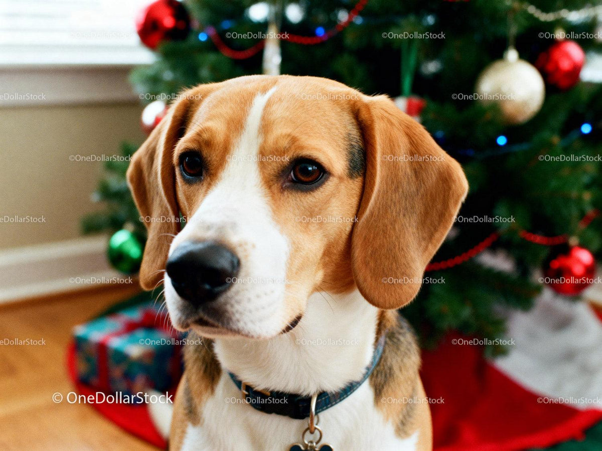 Beagle dog near decorated Christmas tree with gifts