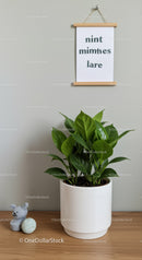 Green Fiddle Leaf Fig Plant in White Pot for Modern Interior Decor