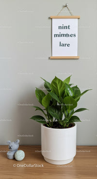 Green Fiddle Leaf Fig Plant in White Pot for Modern Interior Decor