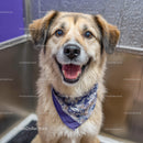 Cheerful Furry Dog Wearing Blue Bandana Sitting on Grey Floor