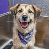 Cheerful Furry Dog Wearing Blue Bandana Sitting on Grey Floor