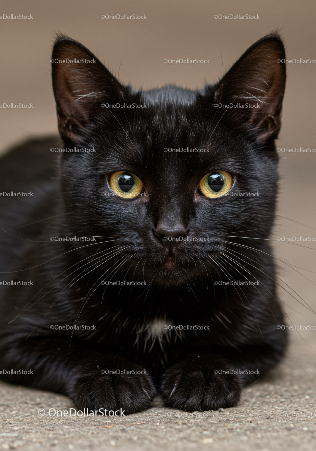 Close up of black cat with bright yellow eyes lying down