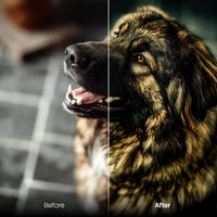 Before and after Sweet Pets Lightroom preset edit