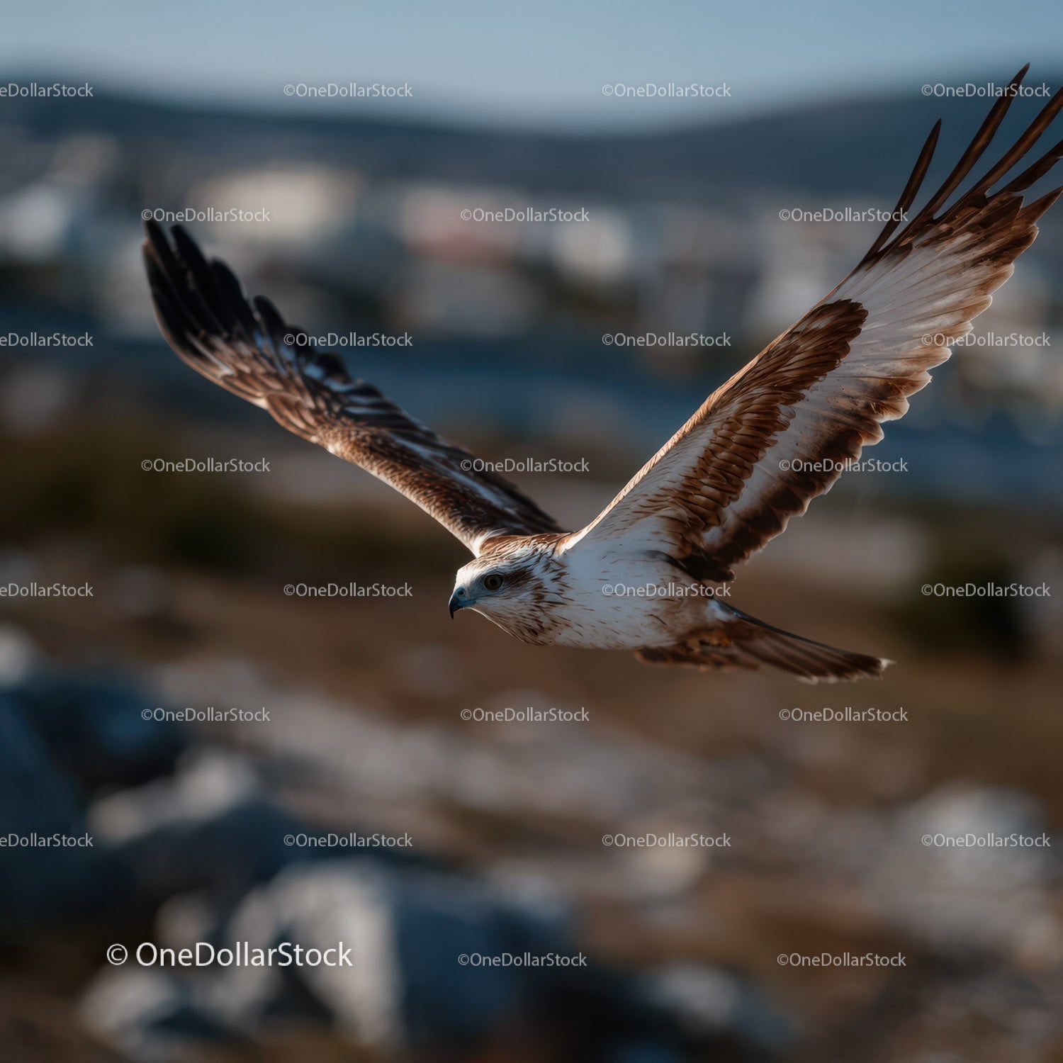 Bald Eagle Flying in Open Sky with Spread Wings