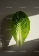 Fresh green romaine lettuce leaf on neutral background