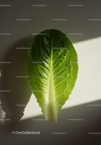 Fresh green romaine lettuce leaf on neutral background