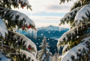 Snow-covered pine branches with icicles and red berries