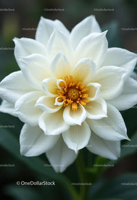 White Lotus Flower Blooming with Bright Yellow Stamens in Garden