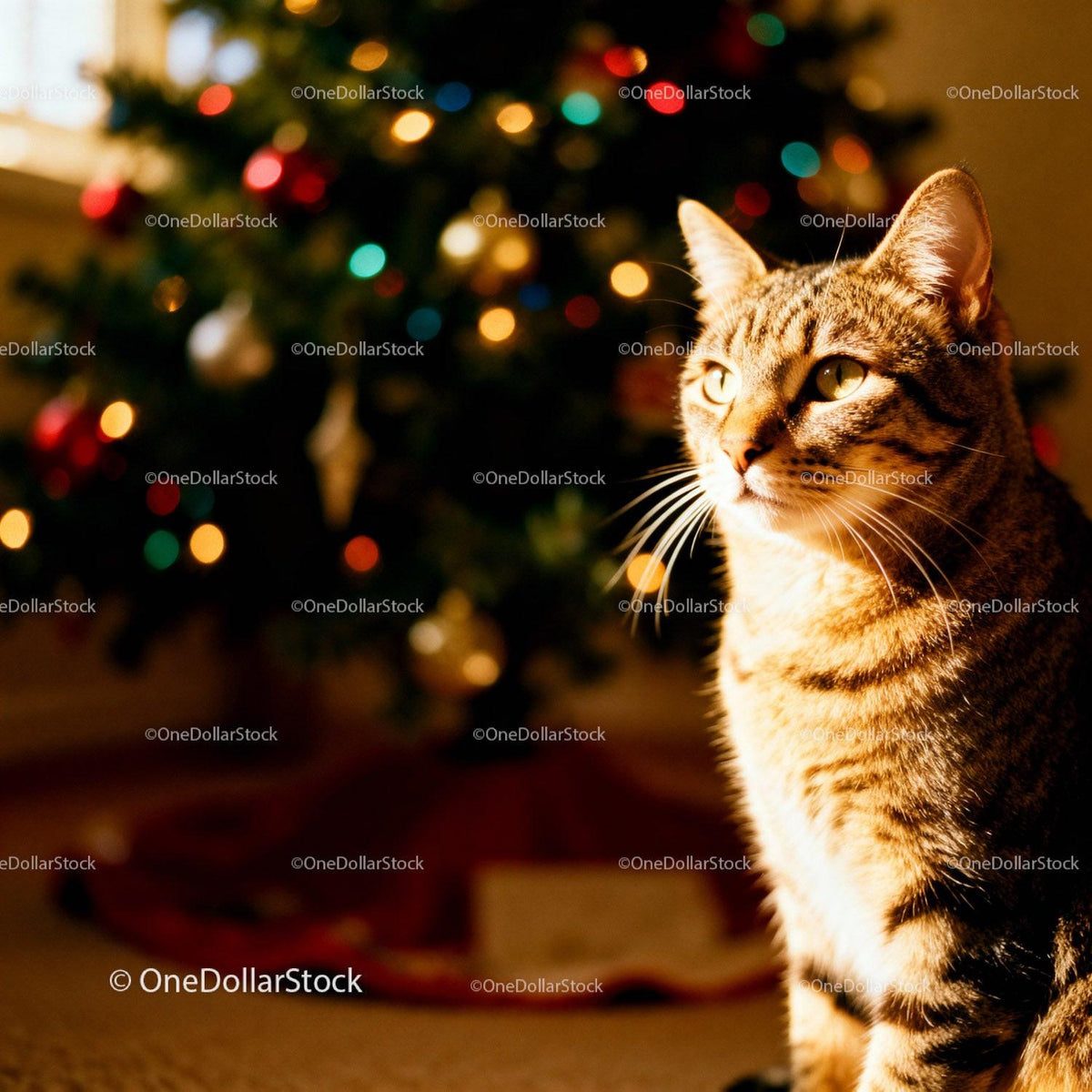 Tabby cat basking in warm light near decorated Christmas tree