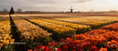 Expansive Tulip Fields with Windmill and Christmas Tree