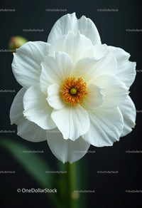 White Peony Flower with Yellow and Orange Center in Close-Up