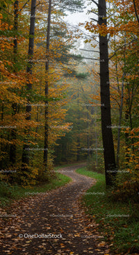 Autumn Forest Path with Colorful Fall Leaf Foliage and Misty Atmosphere