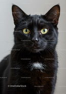 Close-up of black cat with striking yellow eyes