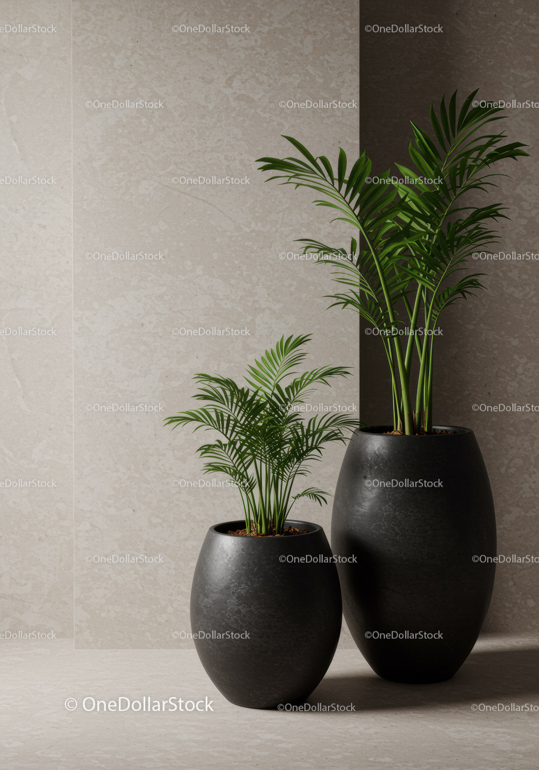 Stylowe zielone palmy do wnętrz w czarnych ceramicznych wazonach do nowoczesnego wystroju