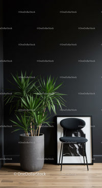 Large Green Dracaena Plant and Black Chair in Modern Minimalist Room