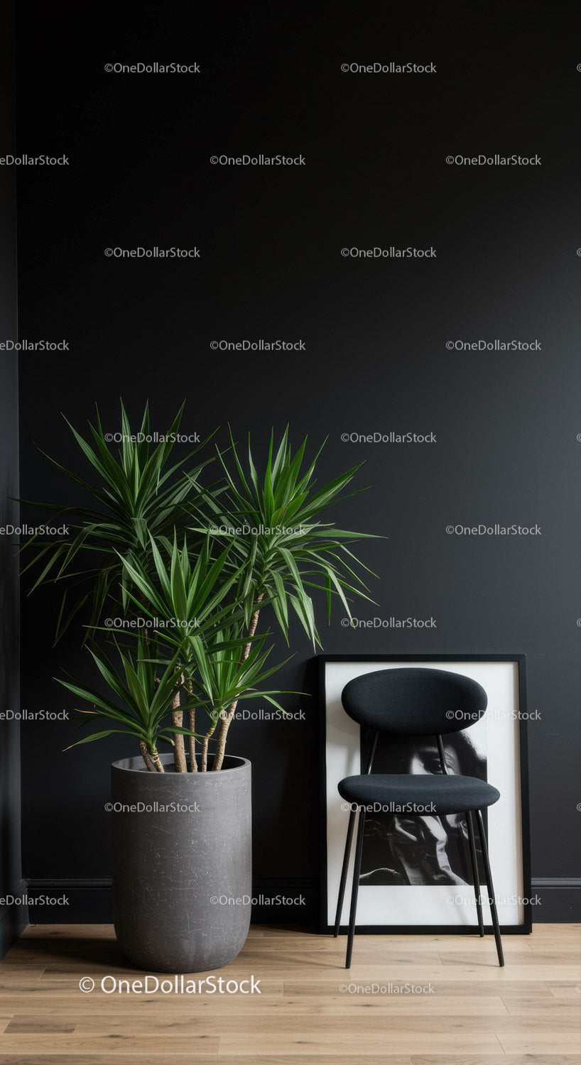 Large Green Dracaena Plant and Black Chair in Modern Minimalist Room