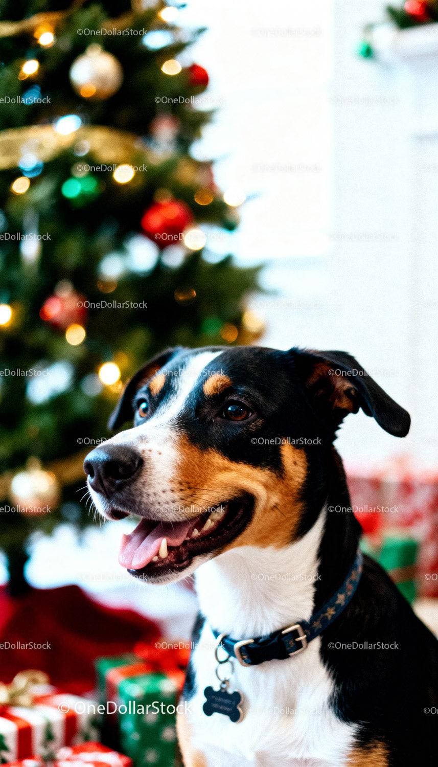 Happy dog sitting near Christmas tree and gifts