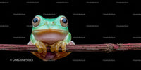 Close-up of a Green Frog on a Branch in Natural Habitat