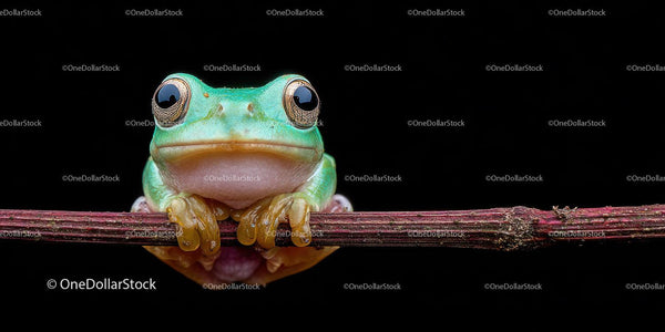 Close-up of a Green Frog on a Branch in Natural Habitat