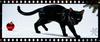 Black Cat Walking Near Christmas Ornament and Pine Branch