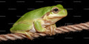 Green Frog Sitting on Rope in Close-Up Nature Scene