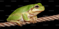 Green Frog Sitting on Rope in Close-Up Nature Scene
