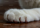 Close up of a white cat paw resting on wooden floor