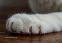 Close up of a white cat paw resting on wooden floor