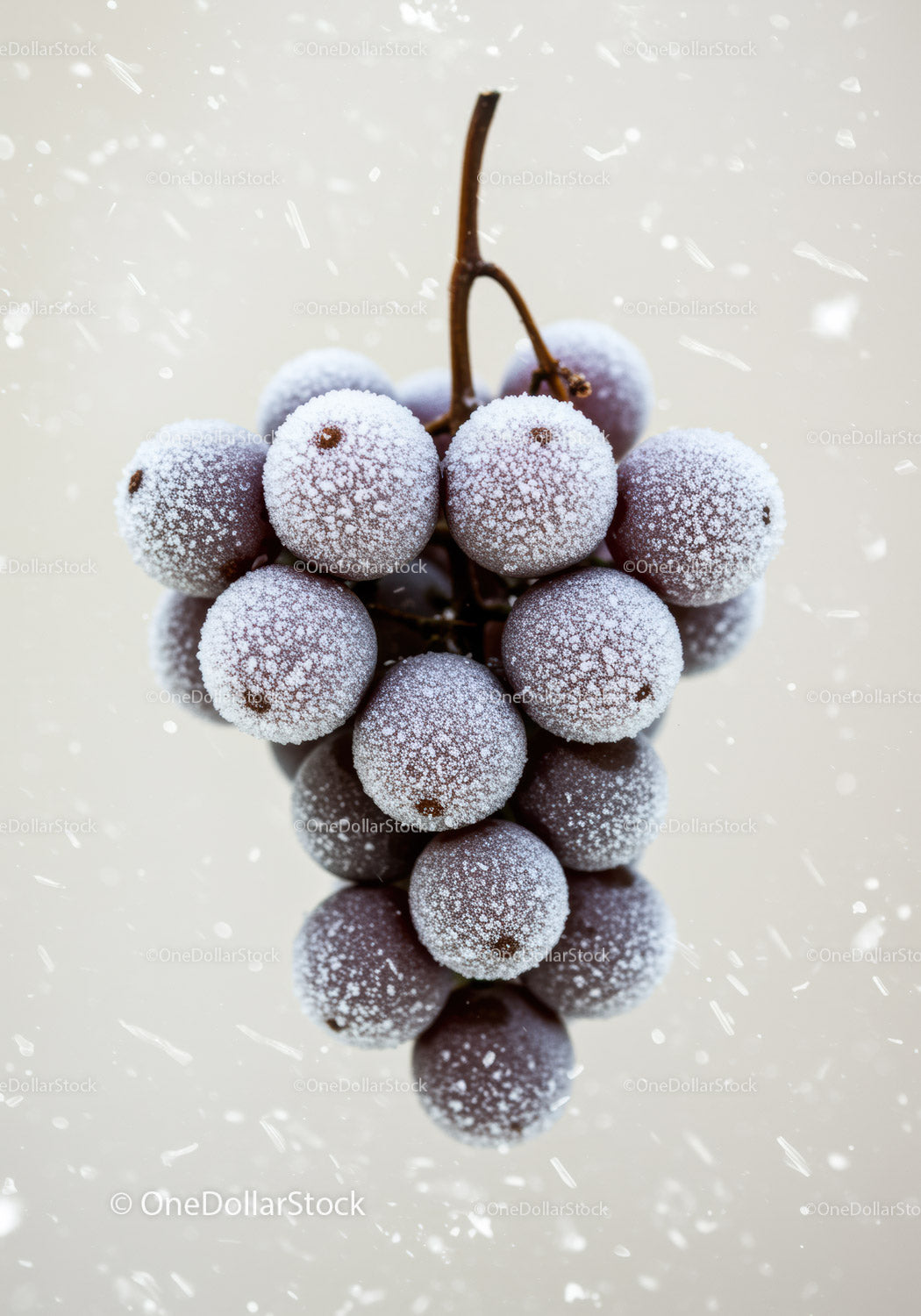 Close up of frosted grapes on light background