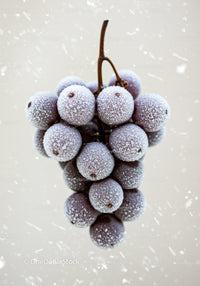 Close up of frosted grapes on light background